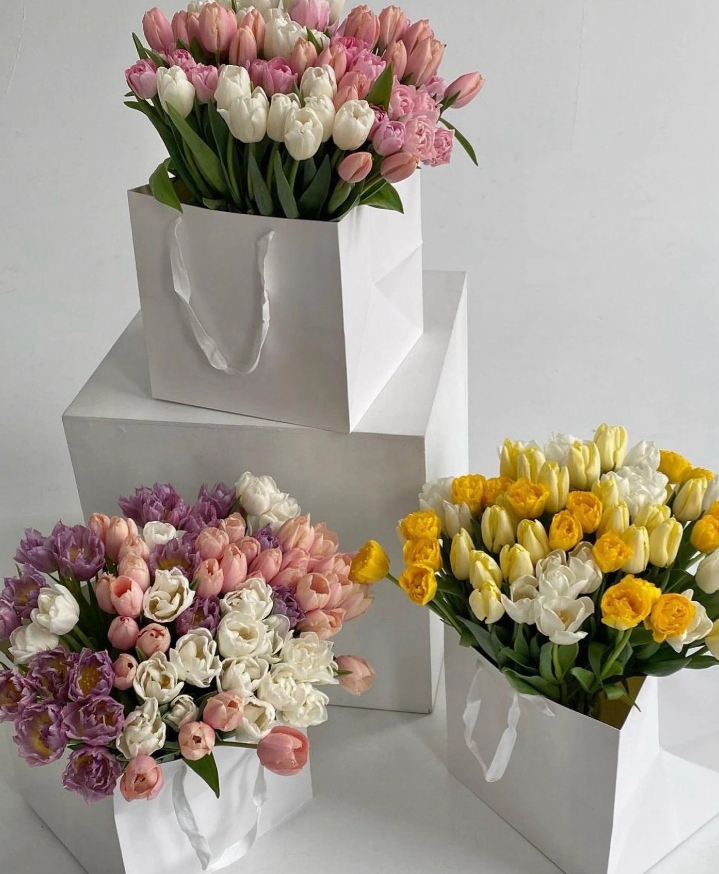 TULIPS