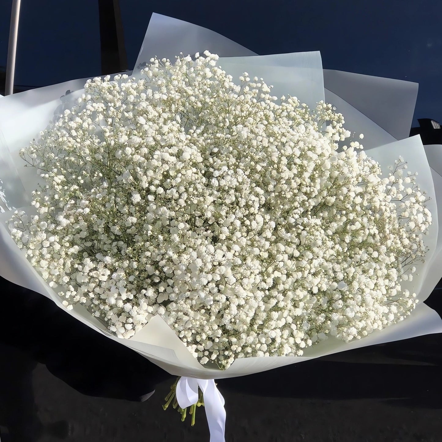 GYPSOPHILA