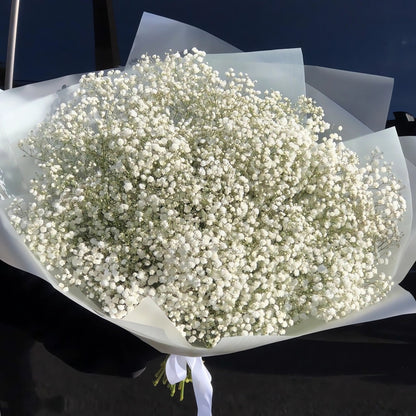 GYPSOPHILA